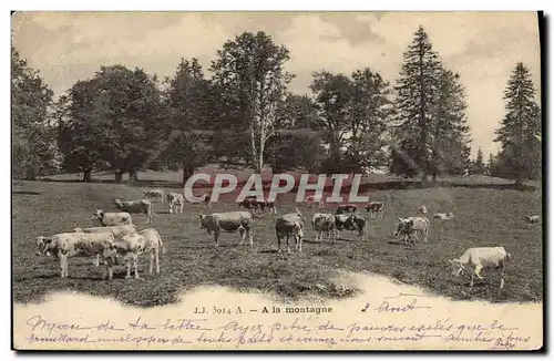 Cartes postales Vache Vaches A la montagne