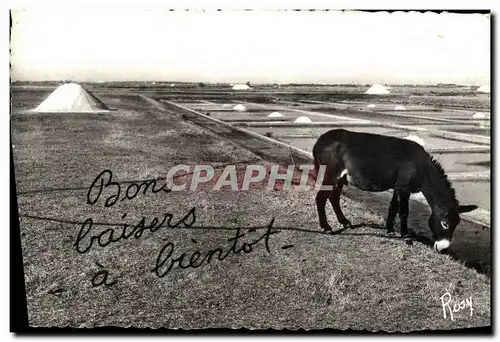 Cartes postales moderne Folklore Marais Salants Ane Mule en vacances