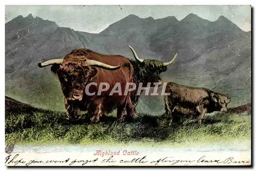 Ansichtskarte AK Vache Vaches Highland cattle