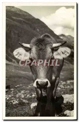 Cartes postales Vache