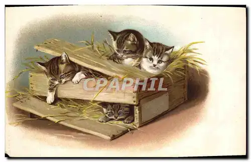 Cartes postales Chat Chaton Chats