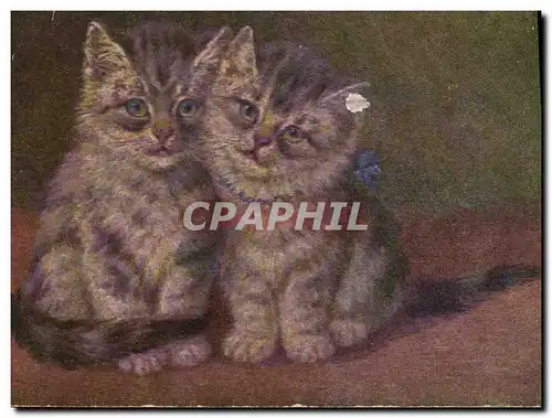 Cartes postales Chat Chaton Chats