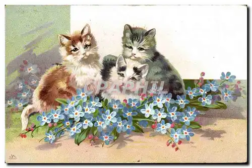 Cartes postales Chat Chaton Chats