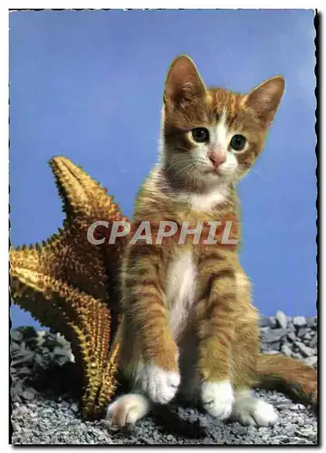 Cartes postales moderne Chat Chaton Chats