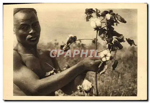 Cartes postales Afrique Equatoriale Francaise La cueillette du cotton