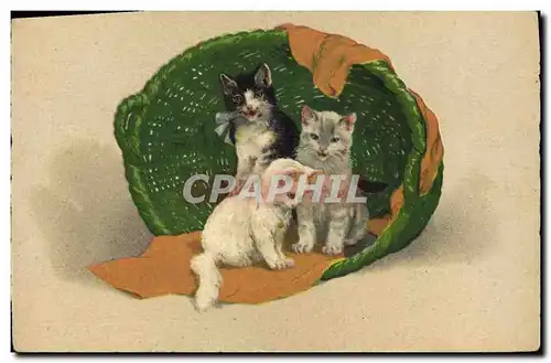 Cartes postales Chat Chats Chaton