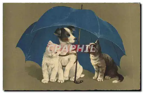 Ansichtskarte AK Chat Chats Chaton Chien Parapluie