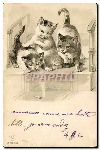 Cartes postales Chat Chats Chaton