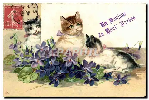 Cartes postales Chat Chats Chaton