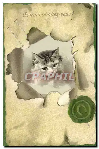 Cartes postales Chat Chats Chaton Comment allez vous ?