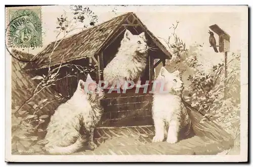 Cartes postales Chat Chats Chaton