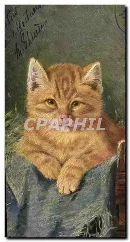 Cartes postales Chat Chats Chaton