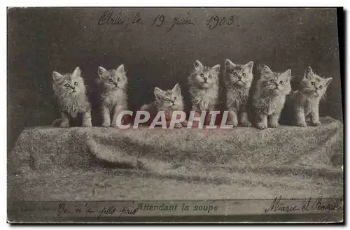 Cartes postales Chat Chats Chaton Attendant la soupe