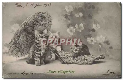 Cartes postales Chat Chats Chaton Notre villegiature