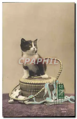 Cartes postales Chat Chats Chaton