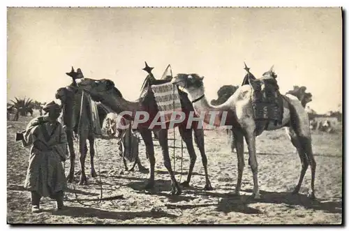 Ansichtskarte AK Militaria Au Sahara Chameau Dromadaire