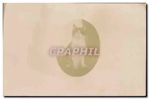 CARTE PHOTO Chat chats Chaton