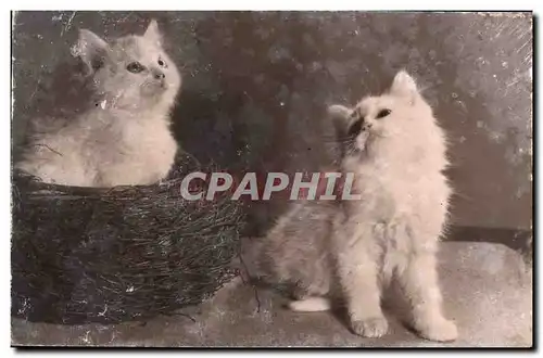 Cartes postales Chat chats Chaton