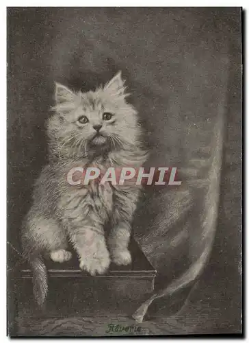 Cartes postales Chat chats Chaton