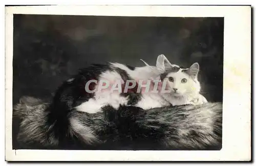 Cartes postales Chat chats Chaton