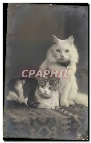 Cartes postales Chat chats Chaton