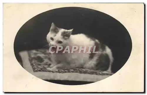 Cartes postales Chat chats Chaton