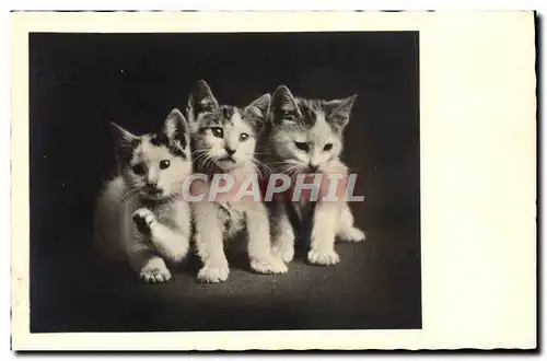 Cartes postales Chat chats Chaton