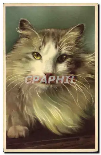 Cartes postales Chat chats Chaton