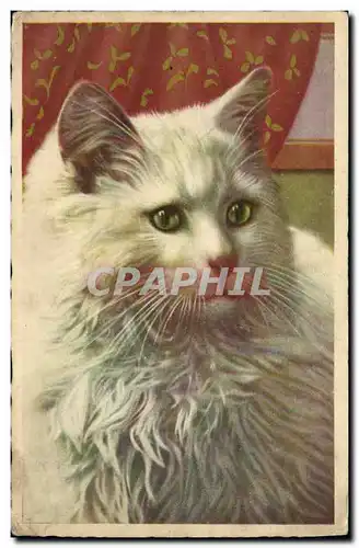 Cartes postales Chat chats Chaton