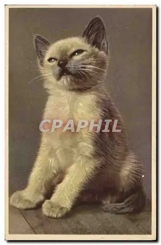 Cartes postales Chat chats Chaton