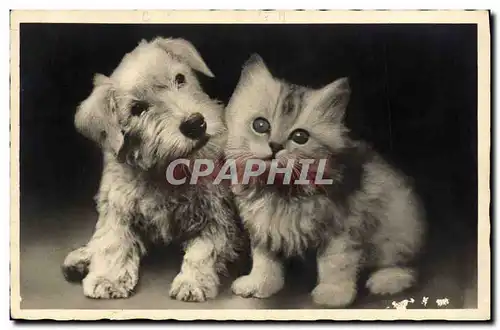 Cartes postales Chat chats Chaton Chien