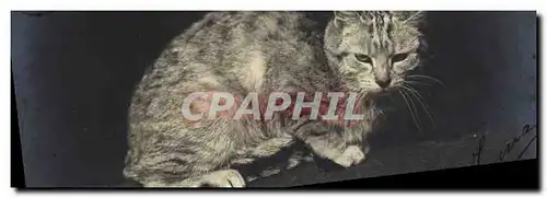 Cartes postales Chat chats Chaton