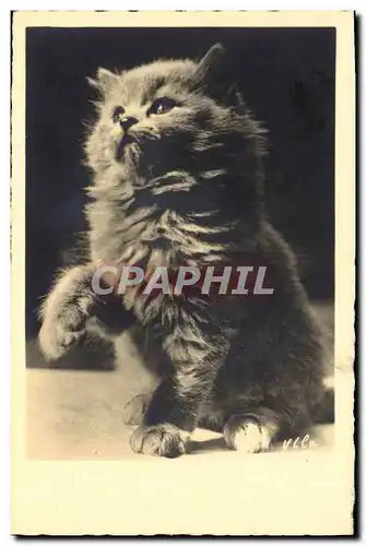 Cartes postales Chat chats Chaton