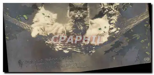 Cartes postales Chat chats Chaton Groupe de mecontents