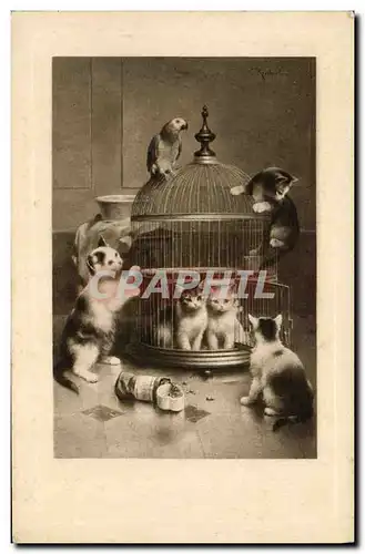 Cartes postales Chat chats Chaton Perroquet Oiseau