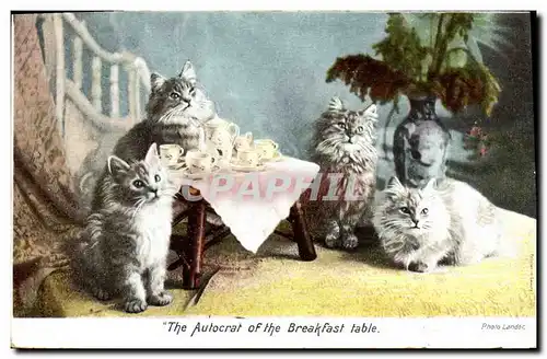 Cartes postales Chat chats Chaton The autocrat of the breakfast table