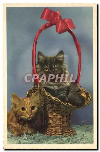 Cartes postales Chat chats Chaton