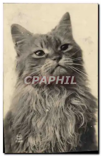 Cartes postales Chat chats Chaton