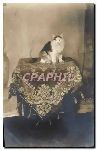 Cartes postales Chat chats Chaton