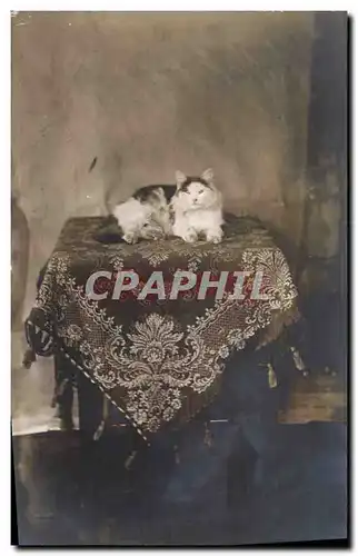 Cartes postales Chat chats Chaton