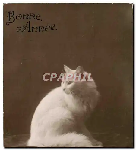 Cartes postales Chat chats Chaton