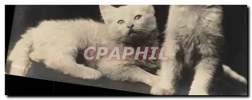 Cartes postales Chat chats Chaton