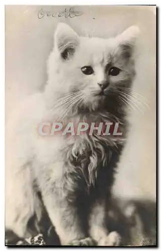 Cartes postales Chat chats Chaton