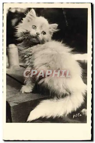 Cartes postales Chat chats Chaton