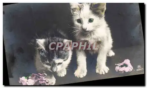 Cartes postales Chat chats Chaton