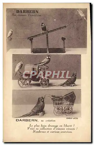 Cartes postales Darbern Oiseaux comediens TOP Perruches