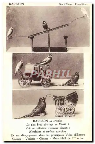 Cartes postales Oiseaux Darben Ses oiseaux comediens Perruches