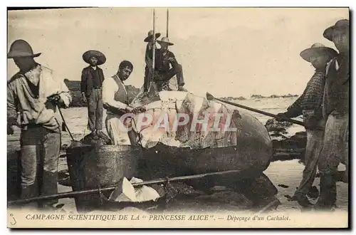 Cartes postales Campagne scientifique de la Princesse Alice Depecage d&#39un cachelot Polaire TOP Polaire