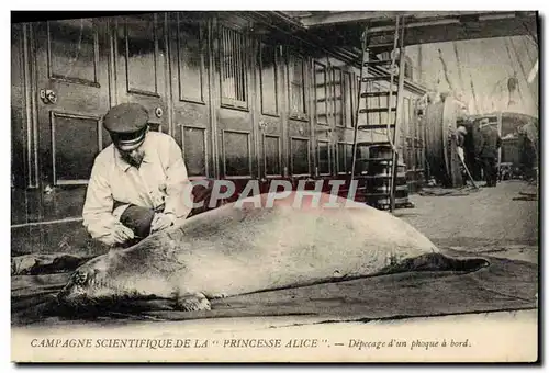 Cartes postales Campagne scientifique de la Princesse Alice Depecage d&#39un phoque a bord TOP Polaire