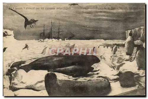 Cartes postales Le Gauss entour par les animaux antarctiques Polaire Bateau